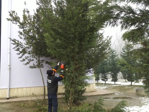 Akyazı Belediyesinden Fırtına Ve Kar Sebebiyle Zarar Gören Ağaçlara Bakım